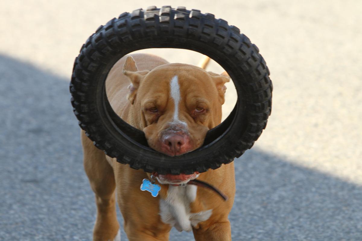 Dog_w_tire